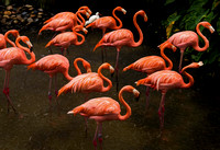 Flamingos in the rain
